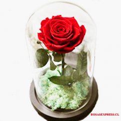 1518 Cúpula de Vidrio con Rosa Natural Importada Producto exclusivo de Florerias de Chile - Rosas Express