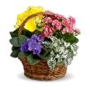 1888 canasta floral mixta de primavera. RosasExpress Florerias de Chile